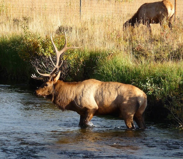 Exploring Rocky Mountain National Park with Kids: 3 elk romaine park