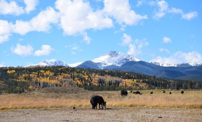 Where to See the Best Autumn Leaf Color in Grand County, Colorado