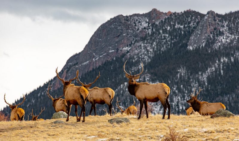 Hunting Adventures in Granby, Colorado: 2 Hunting in Grand County